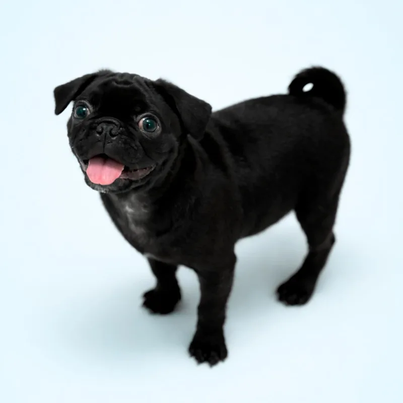 A baby small-sized male Black Pug dog named Gumbo for adoption in Scottsdale, AZ