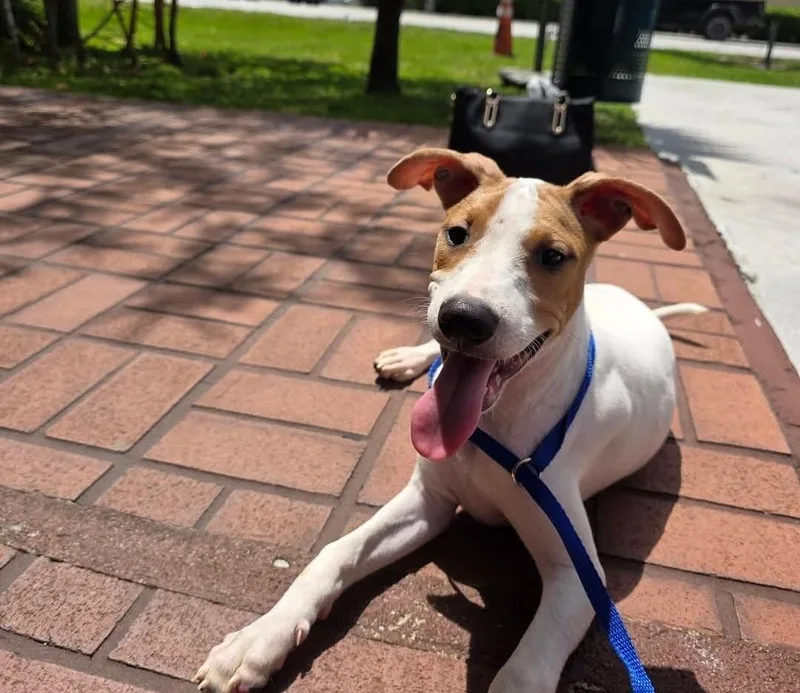 A young small-sized male Jack Russell Terrier dog named Wilson for adoption in Miami, FL