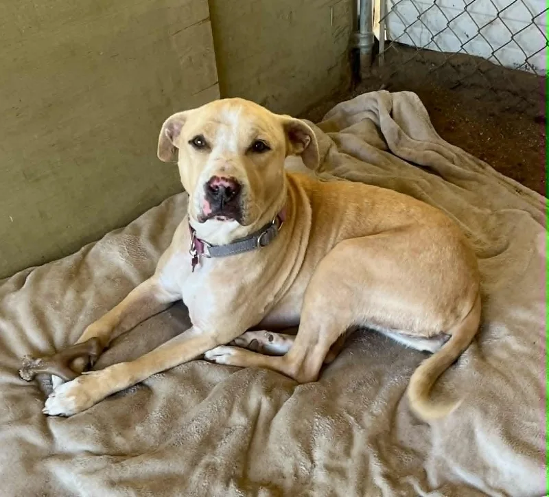 An adult medium-sized female Apricot / Beige Yellow Labrador Retriever dog named Simba for adoption in Ventura, CA