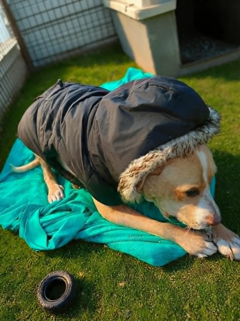 Simba thumbnail 5