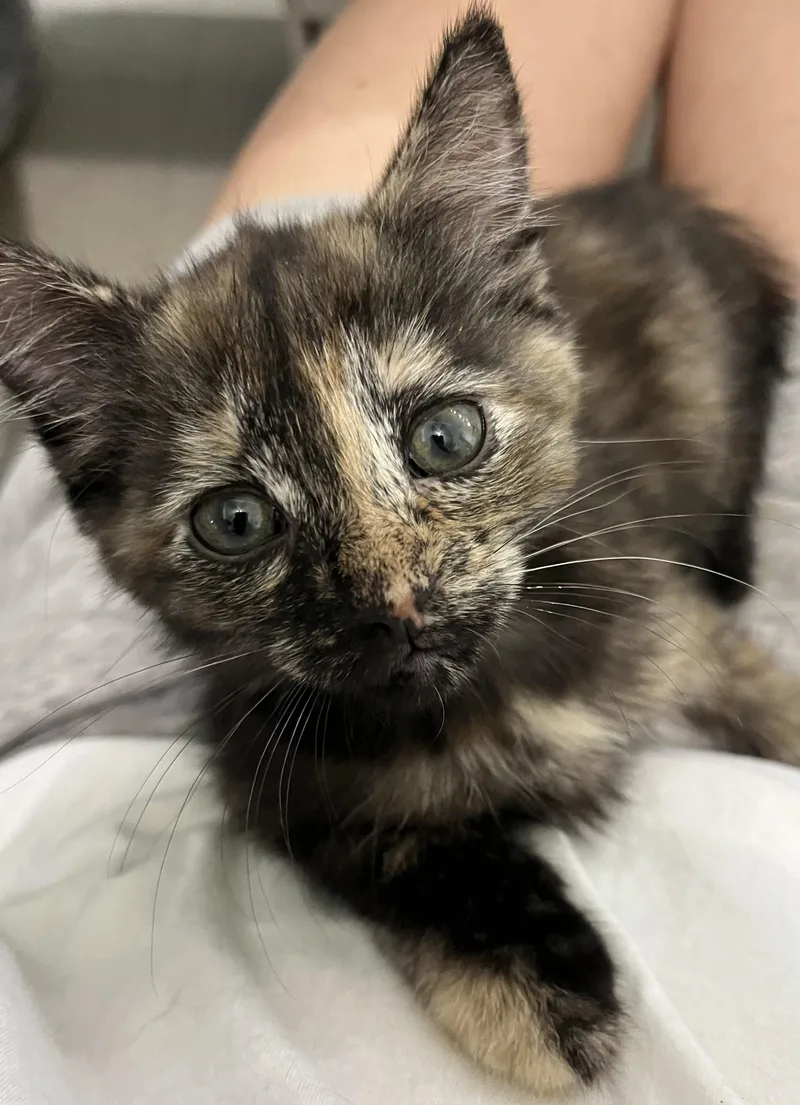 A baby medium-sized female Tortoiseshell Domestic Short Hair cat named Cheese crew  Ricotta for adoption in Moline, IL