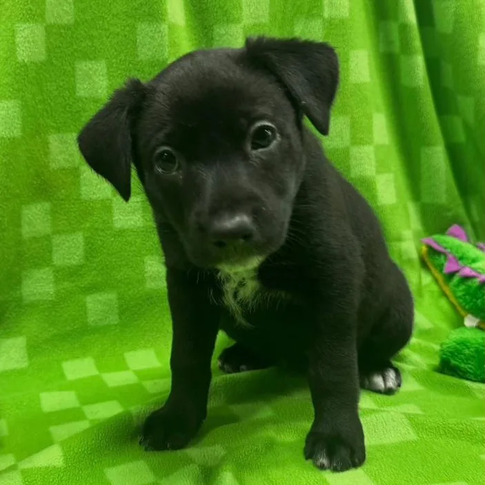 A baby medium-sized male Australian Kelpie dog named Asher for adoption in Ashland, OH