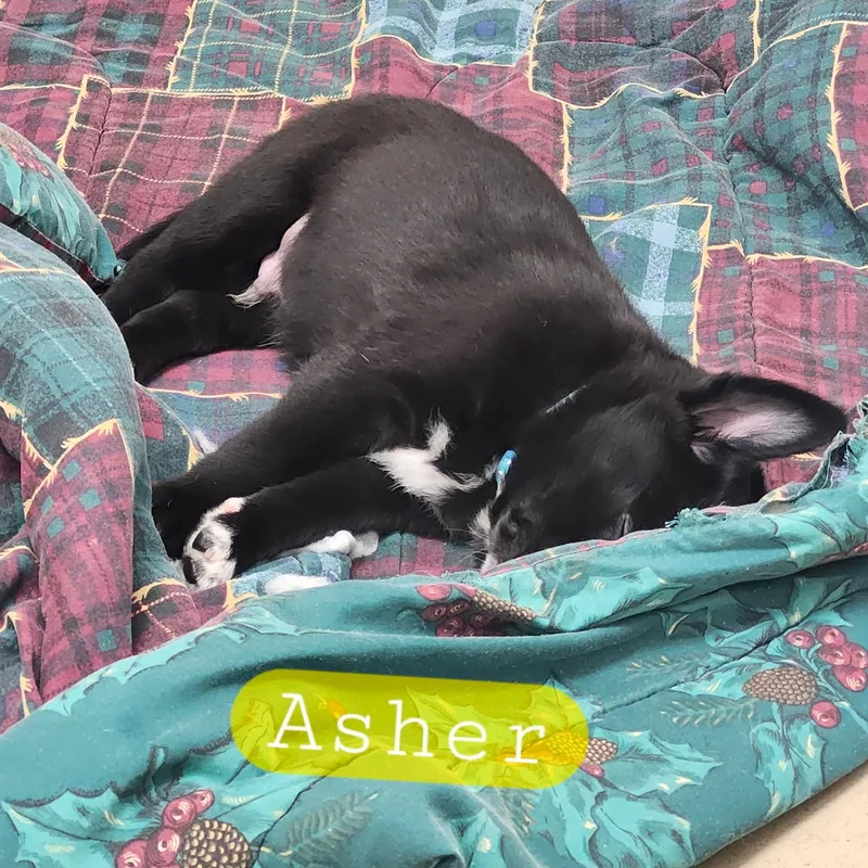 Asher thumbnail 2