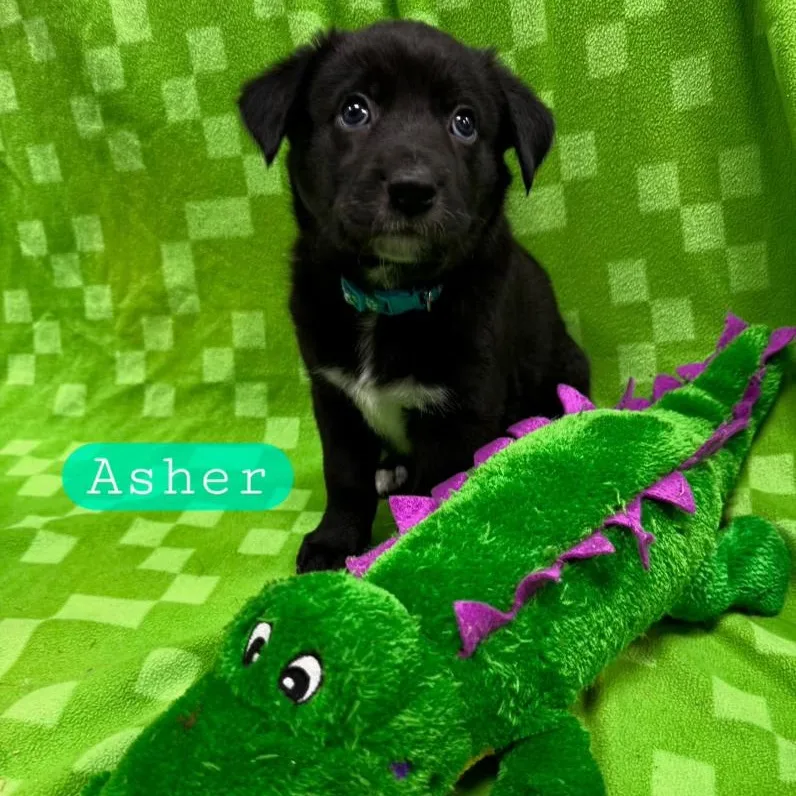 Asher thumbnail 3