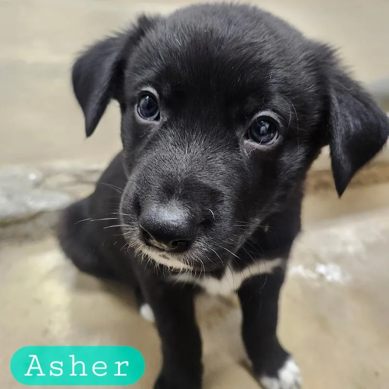 Asher thumbnail 4