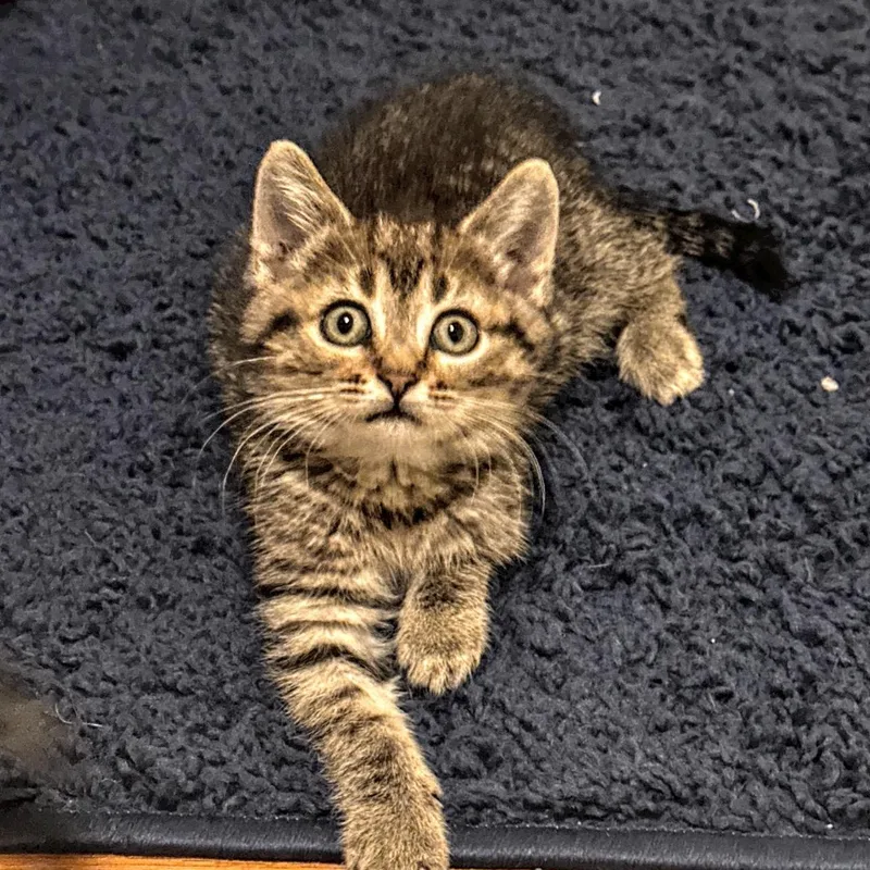A baby small-sized female Tabby (Brown / Chocolate) Domestic Short Hair cat named Flora for adoption in Reeseville, WI