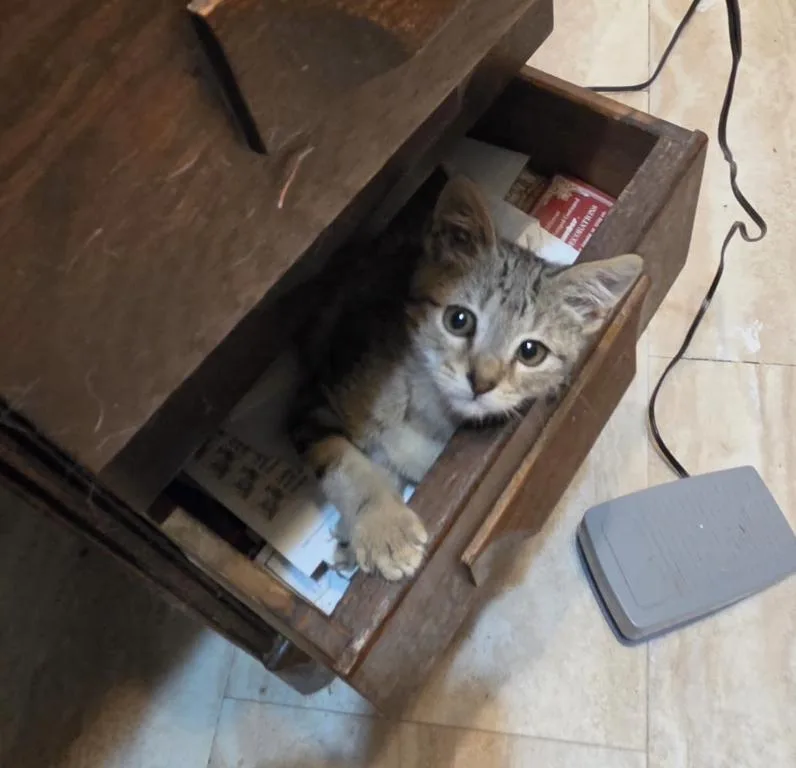 A baby medium-sized male Tabby (Gray / Blue / Silver) Domestic Short Hair cat named Marv for adoption in Spring Branch, TX
