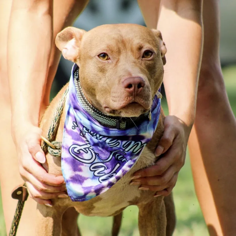 An adult medium-sized male Red / Chestnut / Orange Pit Bull Terrier dog named Roan for adoption in Columbia, SC