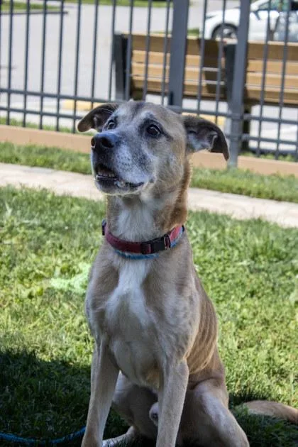 An adult medium-sized male Mixed Breed dog named Pac for adoption in Fallston, MD