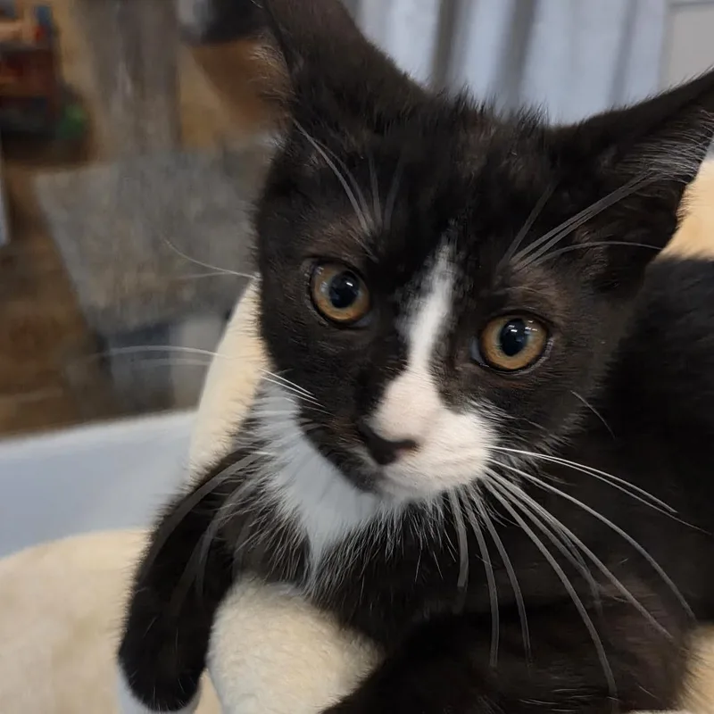 A baby small-sized male Domestic Short Hair cat named Dexter for adoption in Cumming, GA