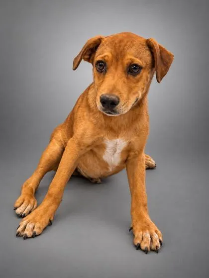 A young medium-sized male Beagle dog named Darren for adoption in Bowling Green, KY