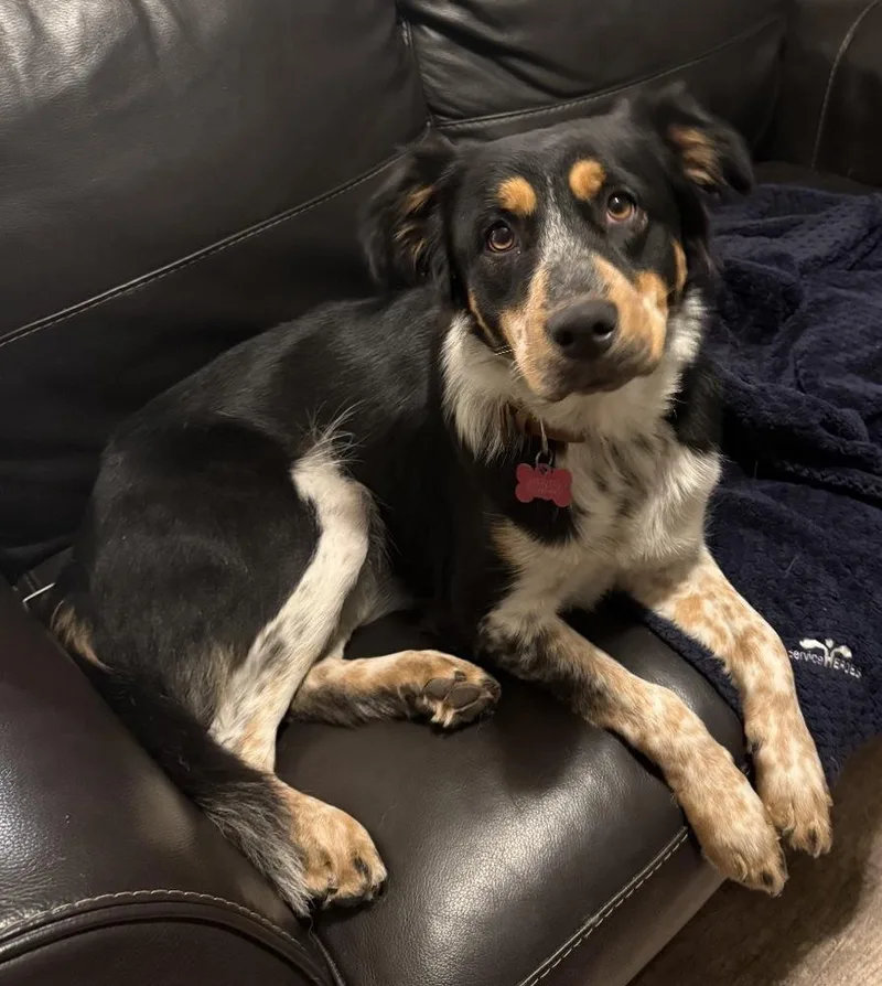 An adult medium-sized female Tricolor (Brown, Black, & White) Australian Shepherd dog named Roxierae for adoption in Sanger, TX