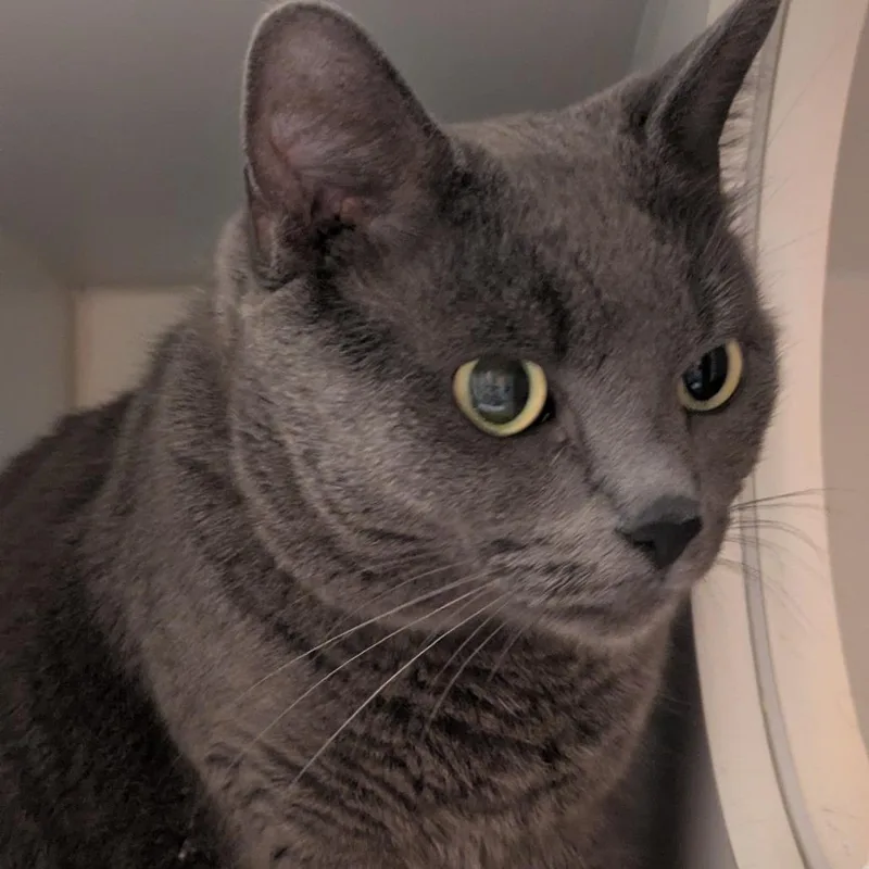 An adult large-sized male Gray / Blue / Silver Domestic Short Hair cat named Avocado for adoption in South Burlington, VT
