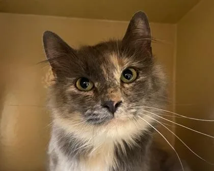 A young small-sized female Domestic Short Hair cat named Lotus for adoption in West Seneca, NY