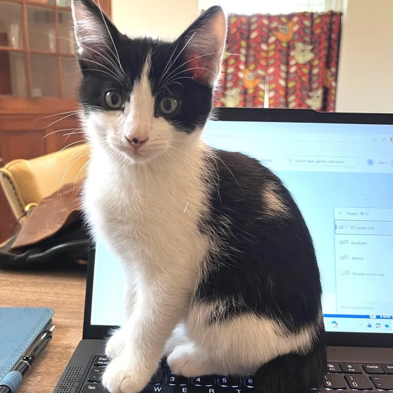 A baby small-sized female Domestic Medium Hair cat named Dottie for adoption in FAIRWAY, KS