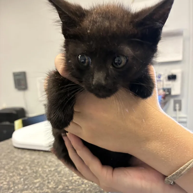 A baby small-sized male Black Domestic Short Hair cat named Clipper for adoption in Morganfield, KY