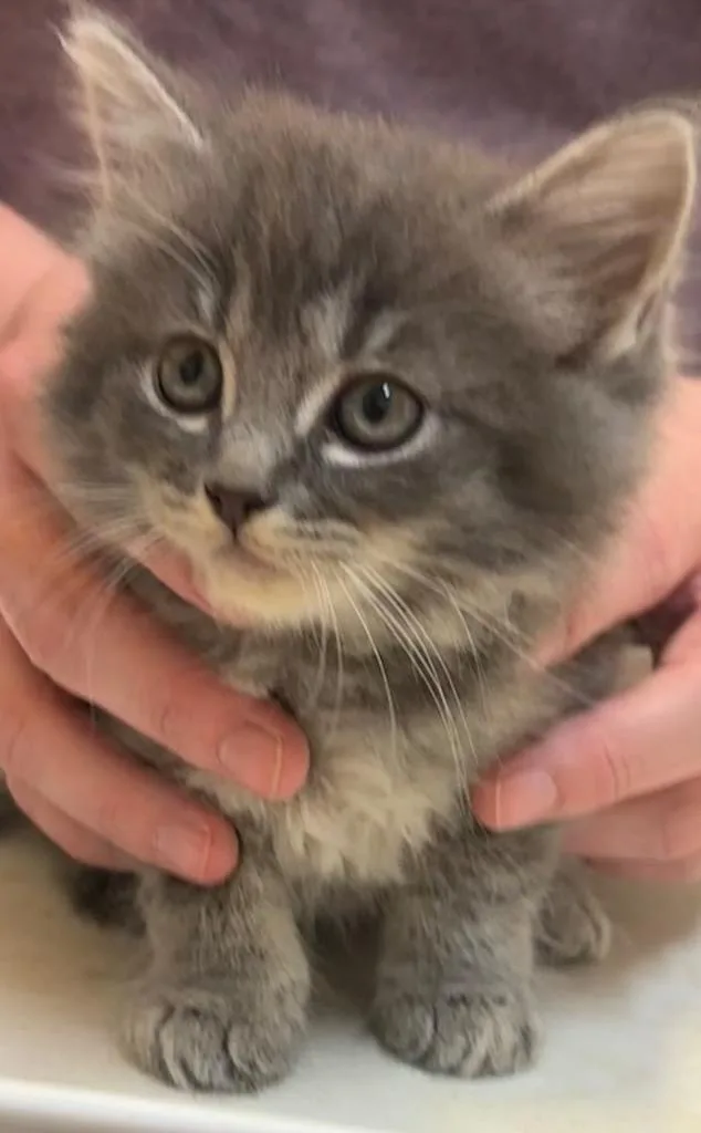 A baby small-sized male Domestic Long Hair cat named Danny for adoption in Elizabethton, TN