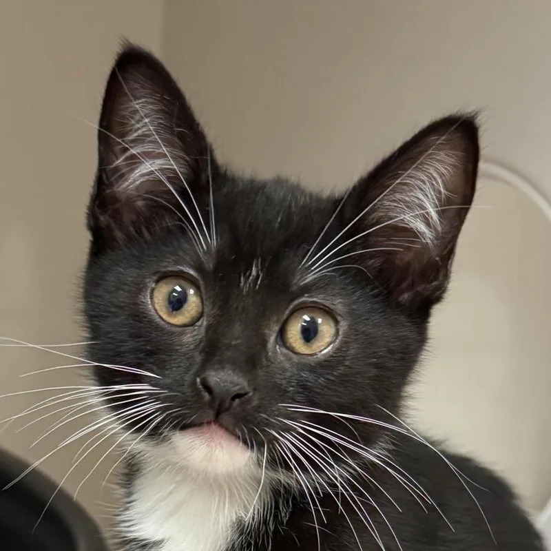 A baby small-sized male Black Domestic Short Hair cat named Bot for adoption in Redwood City, CA