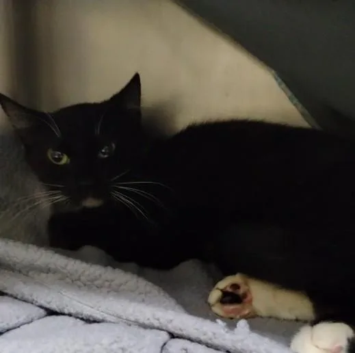 A young small-sized female Domestic Short Hair cat named Veronica for adoption in Alameda, CA