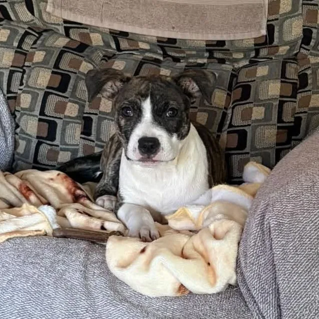 A baby small-sized female Brindle Mixed Breed dog named Beka for adoption in West Olive, MI