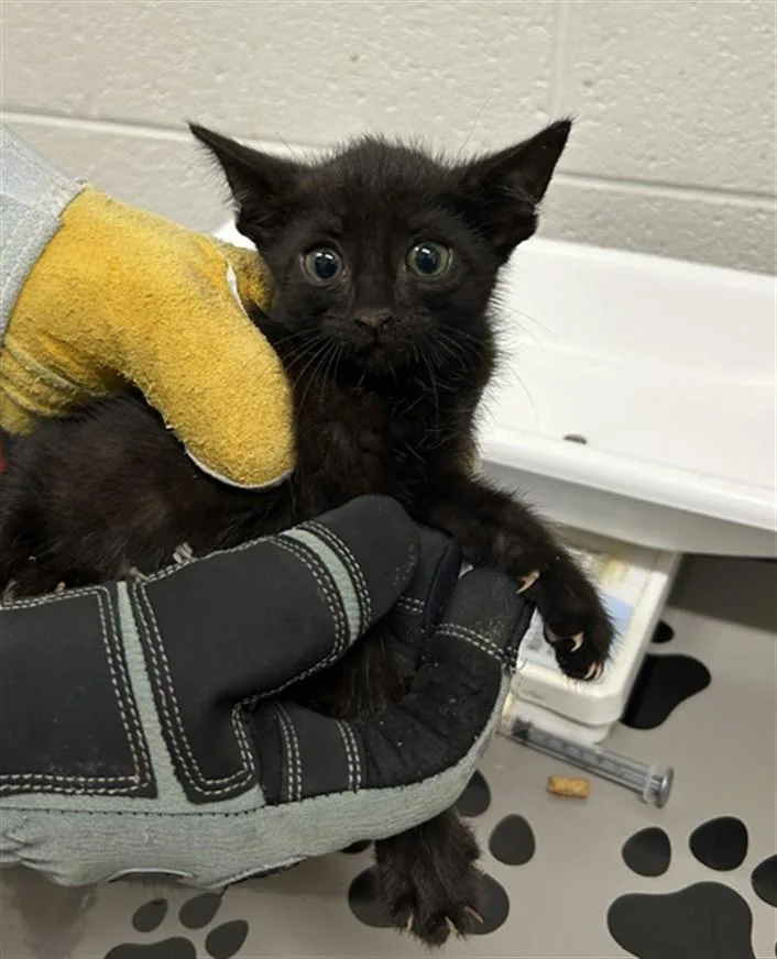 A baby small-sized male Domestic Short Hair cat named Jace for adoption in Derwood, MD