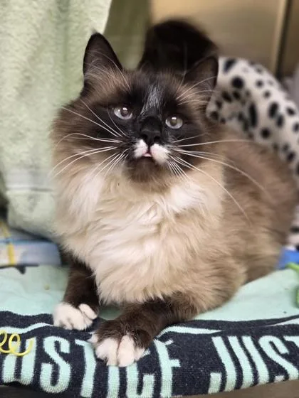 Prince Charmont