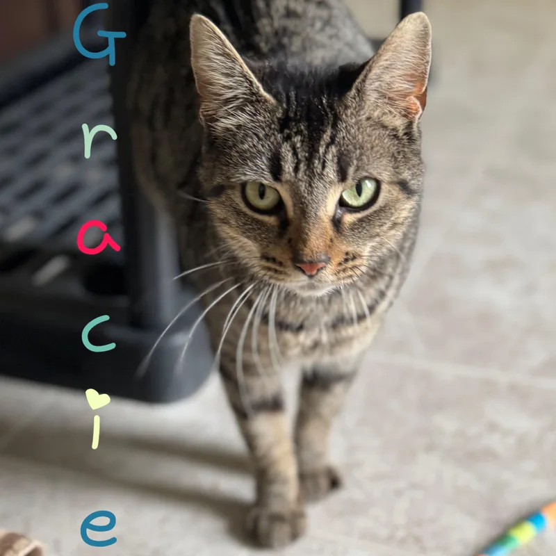 An adult medium-sized female Tabby (Tiger Striped) Domestic Short Hair cat named Gracie for adoption in Little Falls, NY