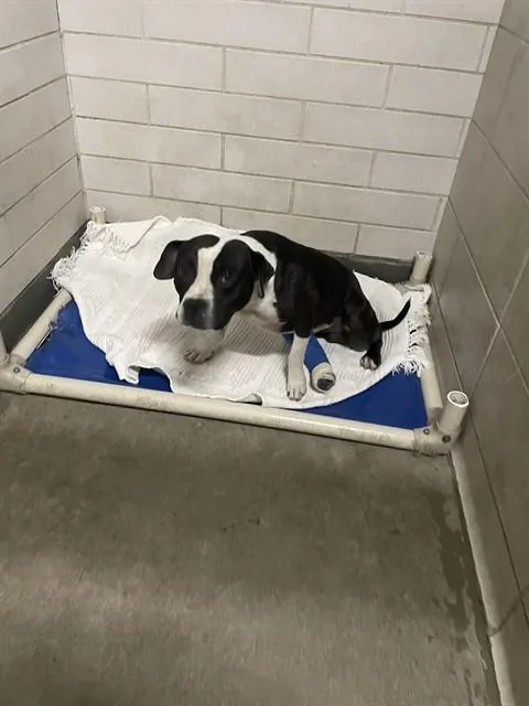 An adult medium-sized male Pit Bull Terrier dog named Tugger for adoption in Stockton, CA
