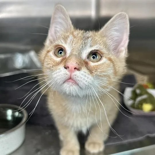A baby small-sized male Orange / Red Domestic Short Hair cat named Bruce for adoption in Matteson, IL