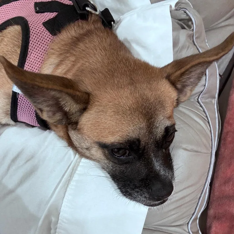 An adult small-sized female Brown / Chocolate Terrier dog named Alana for adoption in Fort Lauderdale, FL