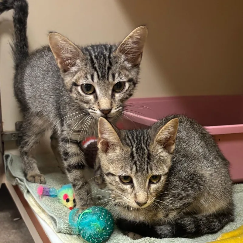 A baby small-sized male Brown / Chocolate Domestic Short Hair cat named Bunny for adoption in South Elgin, IL