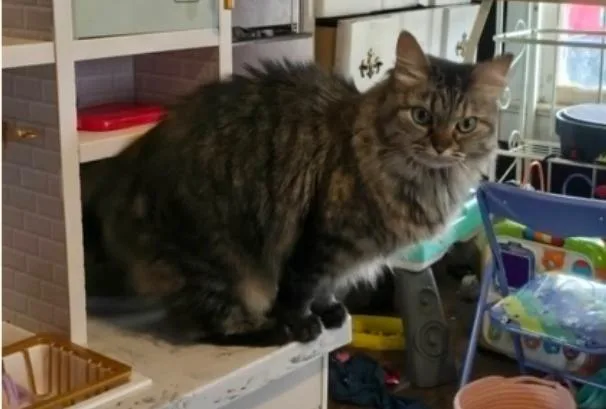 An adult small-sized female Torbie cat named Kiki Hatcher for adoption in Biloxi, MS