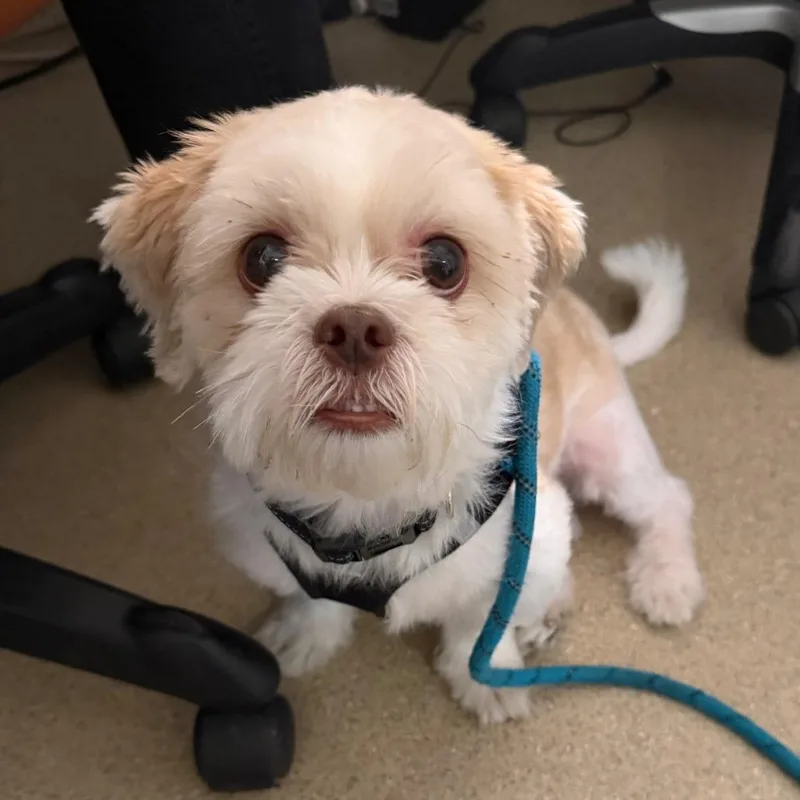 An adult small-sized male White / Cream Shih Tzu dog named Lucas for adoption in Westhampton, NY