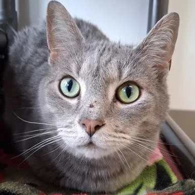 An adult medium-sized male Gray / Blue / Silver Domestic Short Hair cat named Dennis for adoption in Belmont, NY