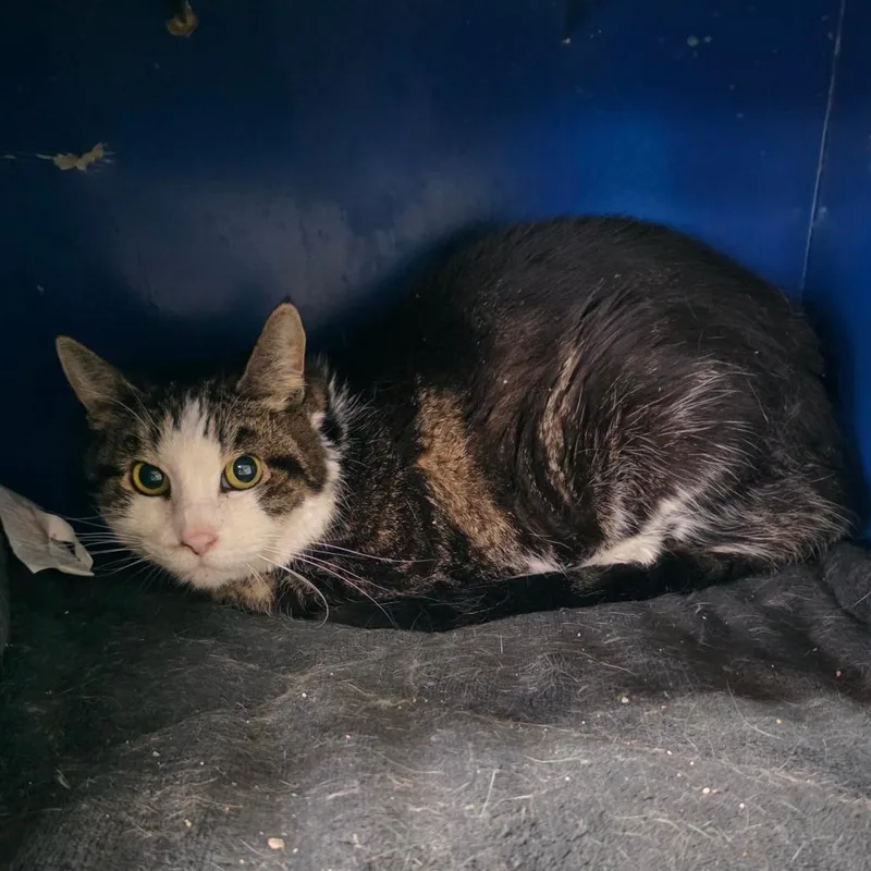 Queen Mini thumbnail 2