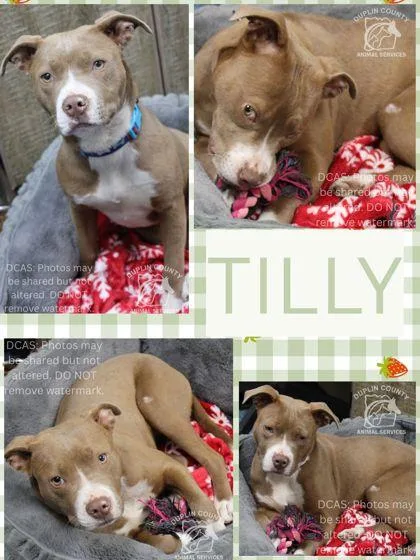 A baby small-sized female American Staffordshire Terrier dog named Tilly for adoption in Kenansville, NC