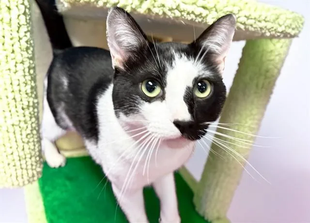 Gato