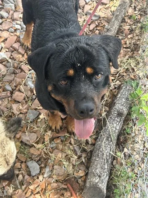 Zola