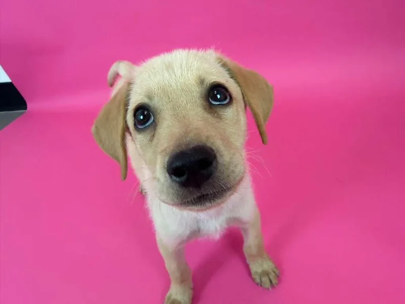 A baby medium-sized male Shepherd dog named Alias for adoption in Phoenix, AZ
