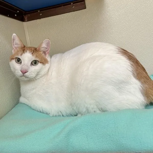An adult medium-sized male Domestic Short Hair cat named Chunk for adoption in Dublin, CA