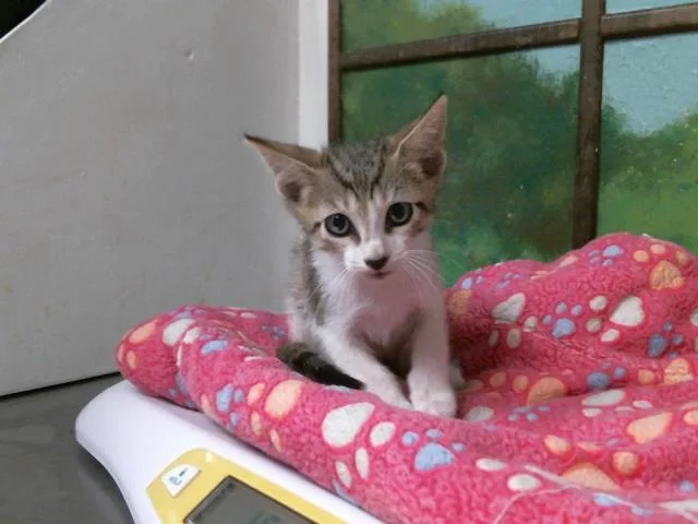 A baby small-sized male Domestic Short Hair cat named Genio for adoption in Houston, TX