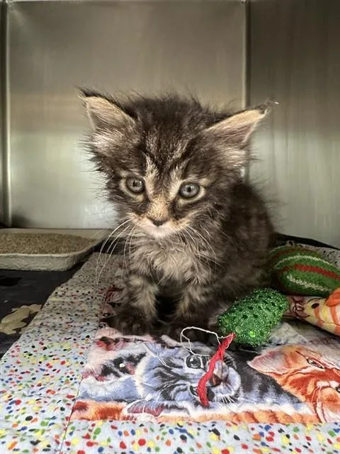 A baby small-sized male Domestic Short Hair cat named Ares for adoption in Riverside, CA