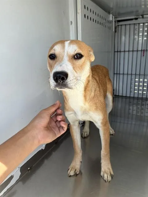 A young medium-sized female Terrier dog named Leela for adoption in Stockton, CA