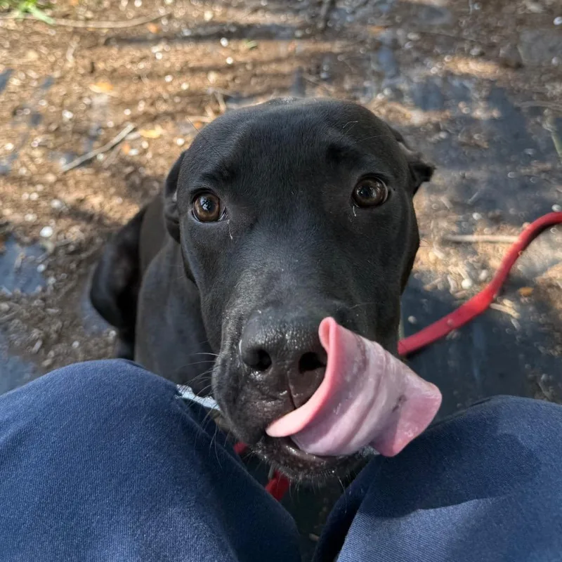 A young medium-sized male Brown / Chocolate Mixed Breed dog named Hermes for adoption in West Palm Beach, FL