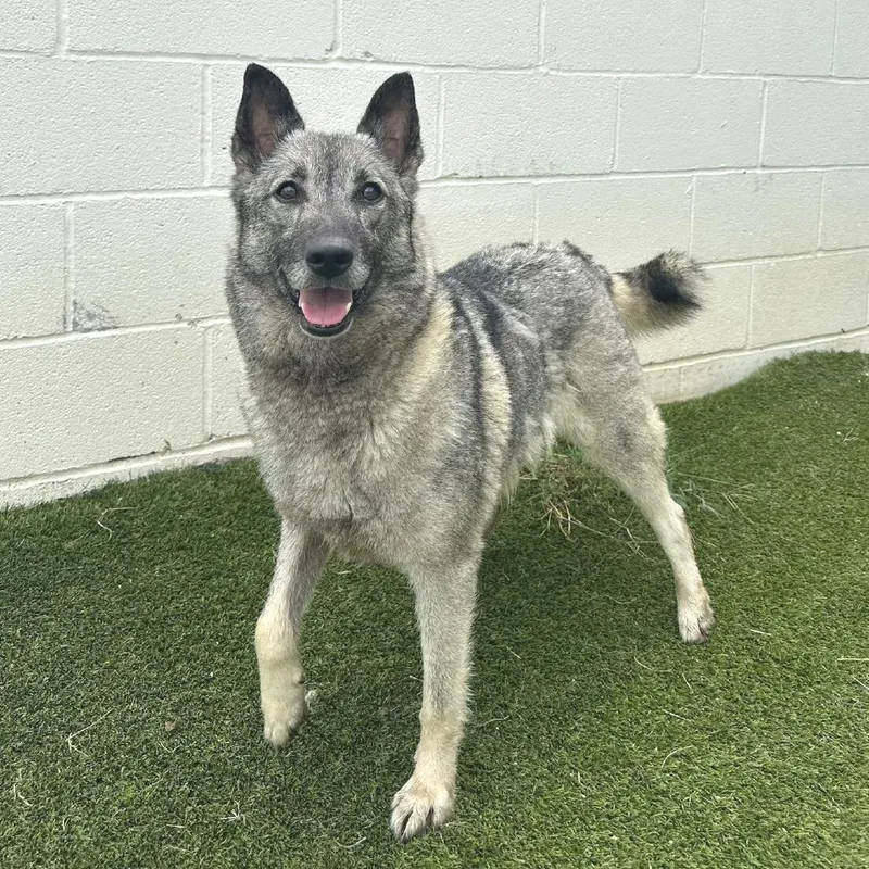 An adult medium-sized female White / Cream Norwegian Elkhound dog named Summer for adoption in LOXAHATCHEE, FL