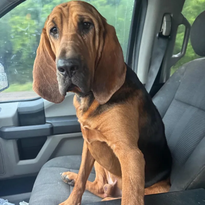 Waylon