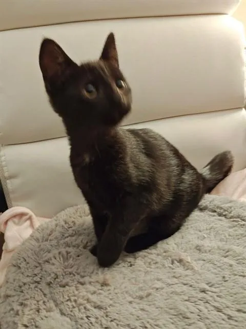 A baby small-sized female Domestic Short Hair cat named Silver Maple for adoption in Tustin, CA