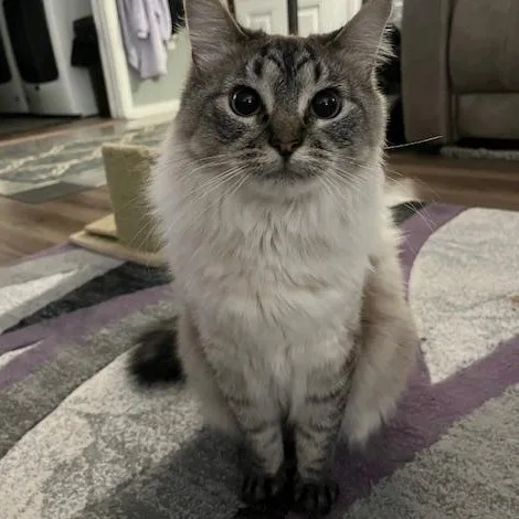 Courtesy Listing Dusty