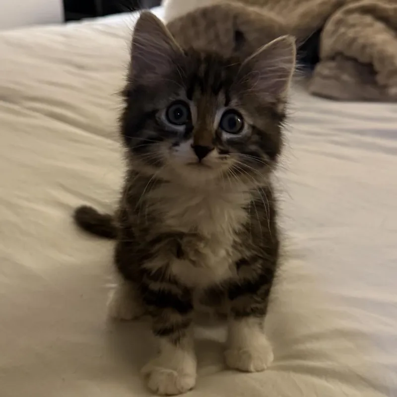 A baby small-sized male Brown / Chocolate Domestic Long Hair cat named Legolas for adoption in Sunnyvale, CA