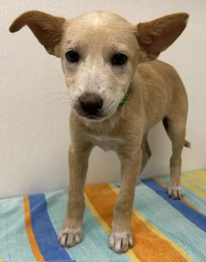 A young large-sized female Shepherd dog named Carlita for adoption in Phoenix, AZ